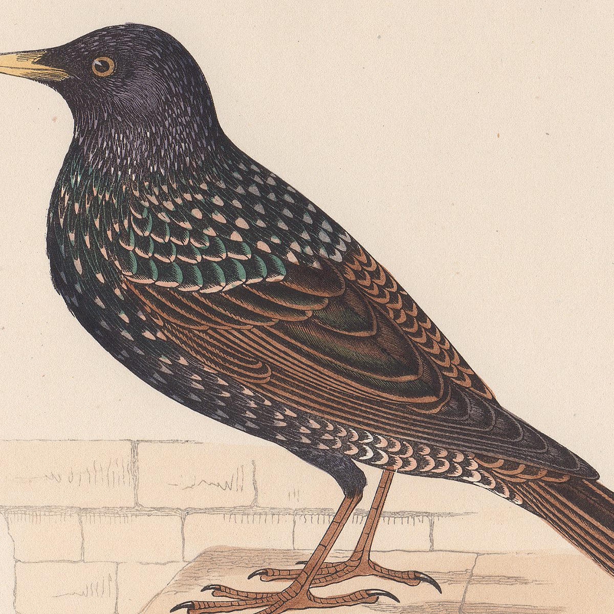 Morris Birds Plate 122 Starling - Image 2