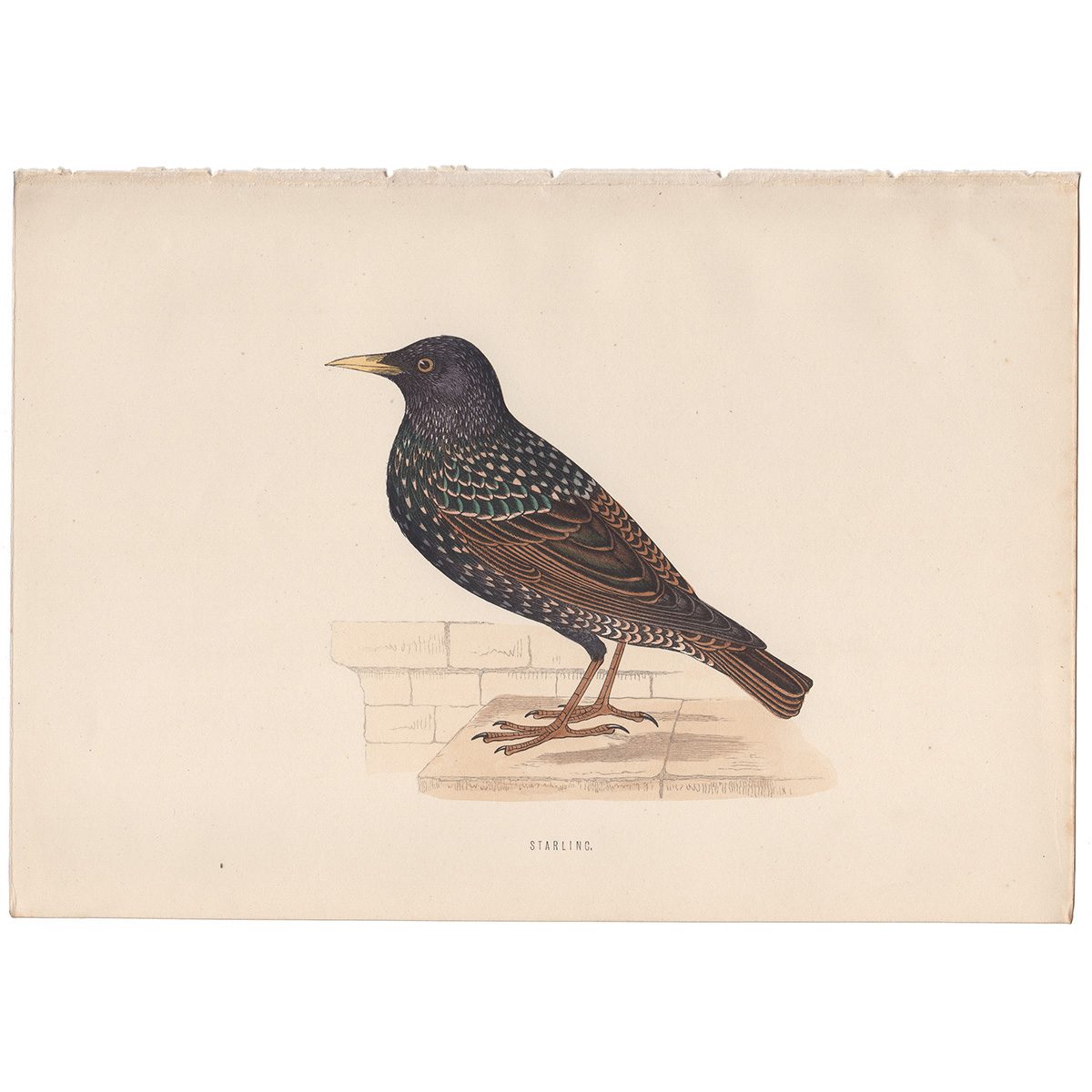 Morris Birds Plate 122 Starling