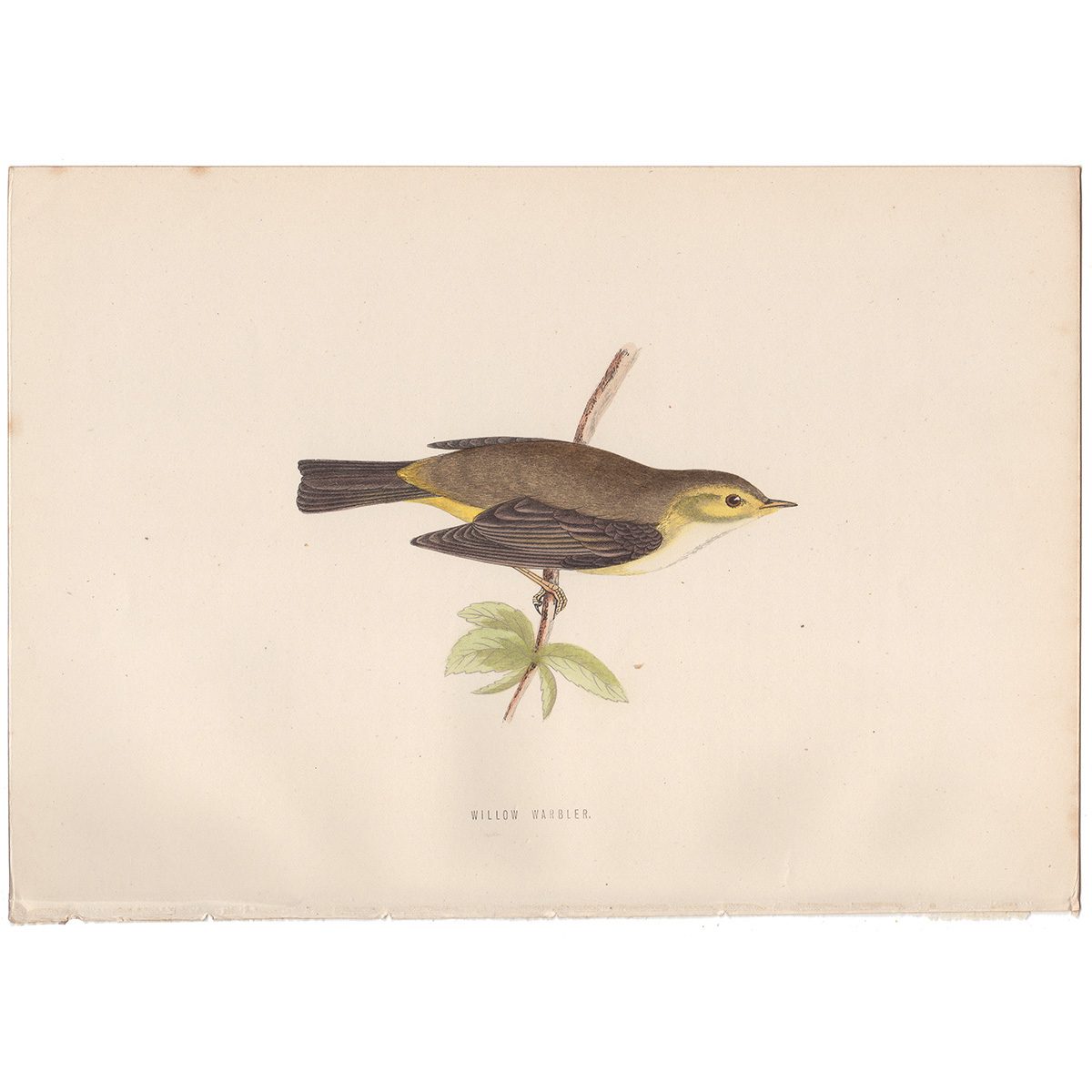 Morris Birds Plate 158 Willow Warbler