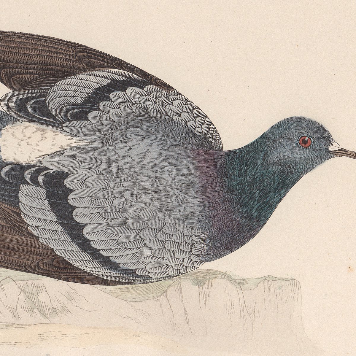 Morris Birds Plate 168 Rock Dove - Image 2