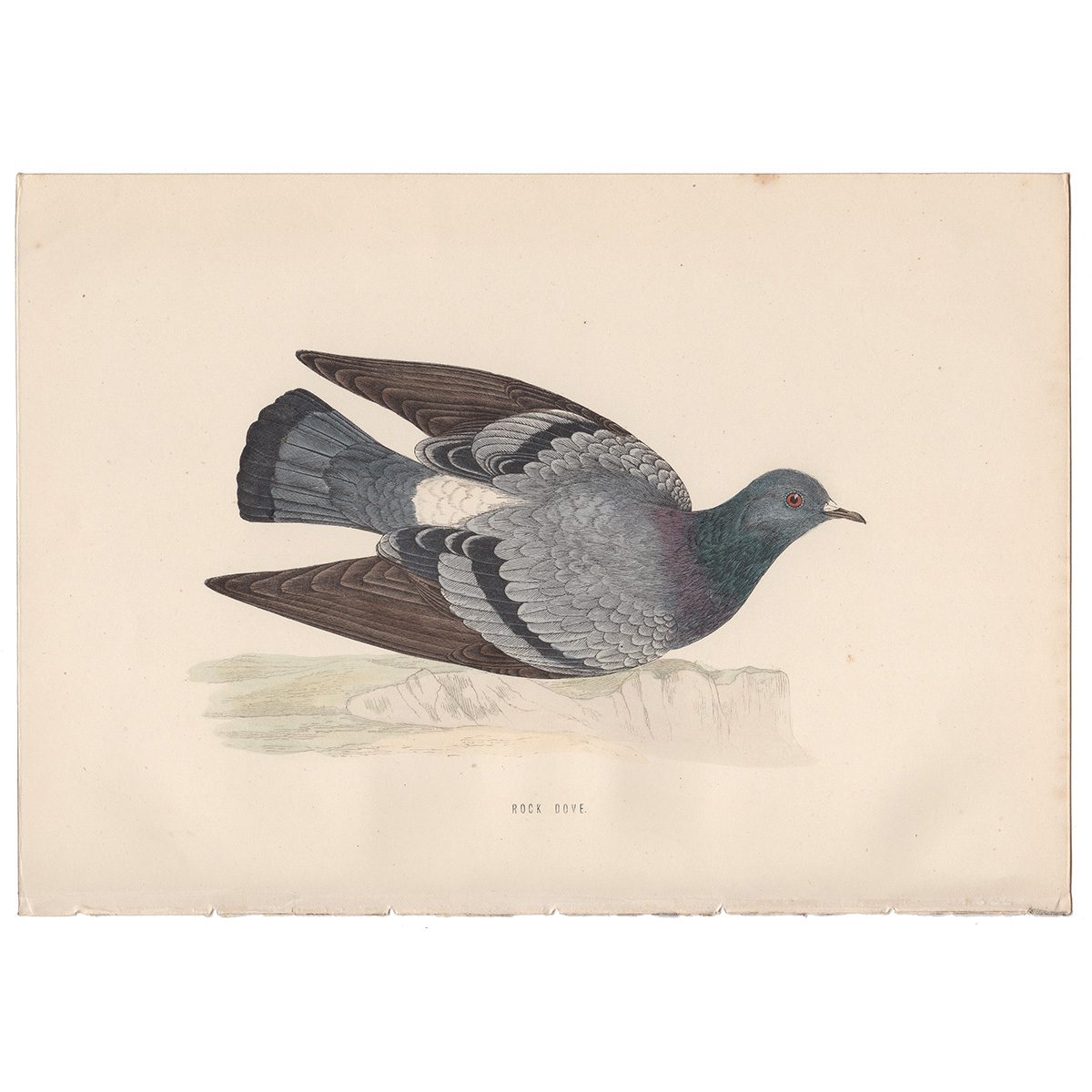 Morris Birds Plate 168 Rock Dove