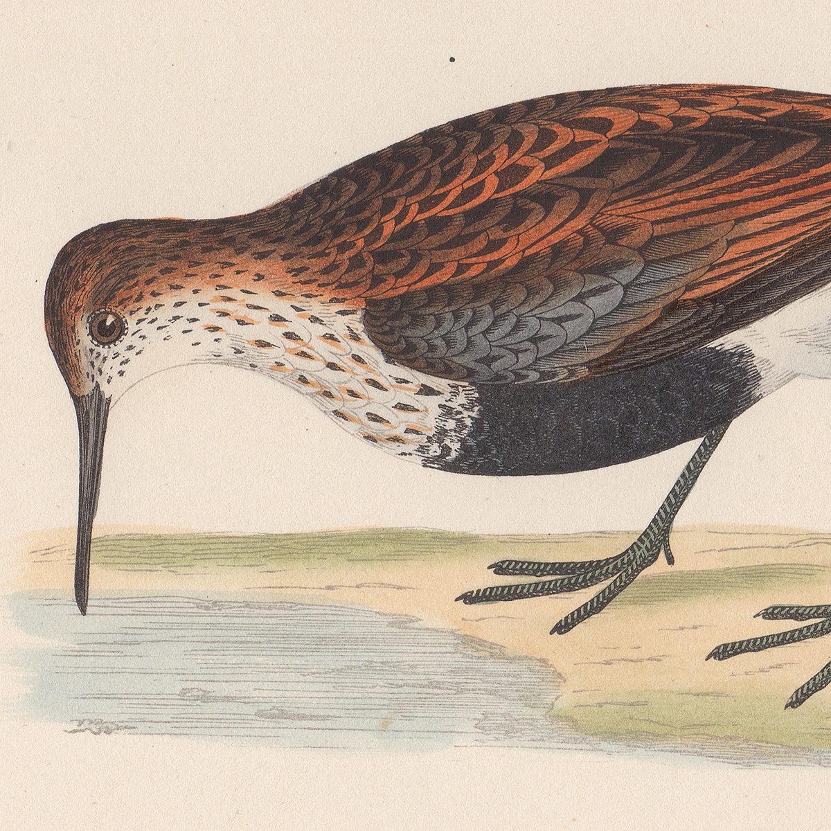 Morris Birds Plate 245 Dunlin - Image 2