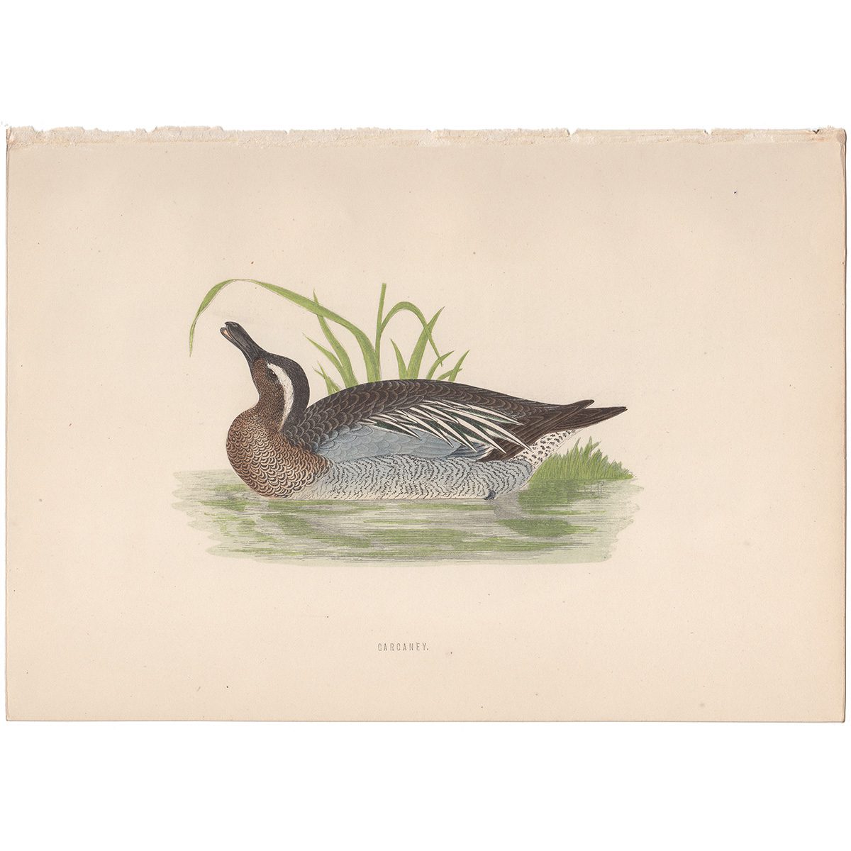 Morris Birds Plate 276 Garganey