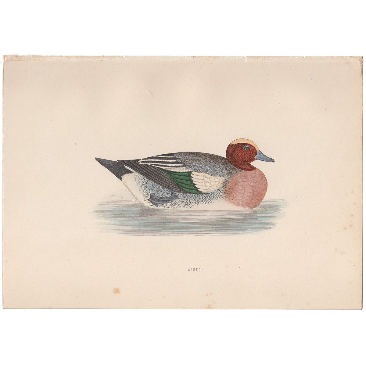 Morris Birds Plate 278 Wigeon