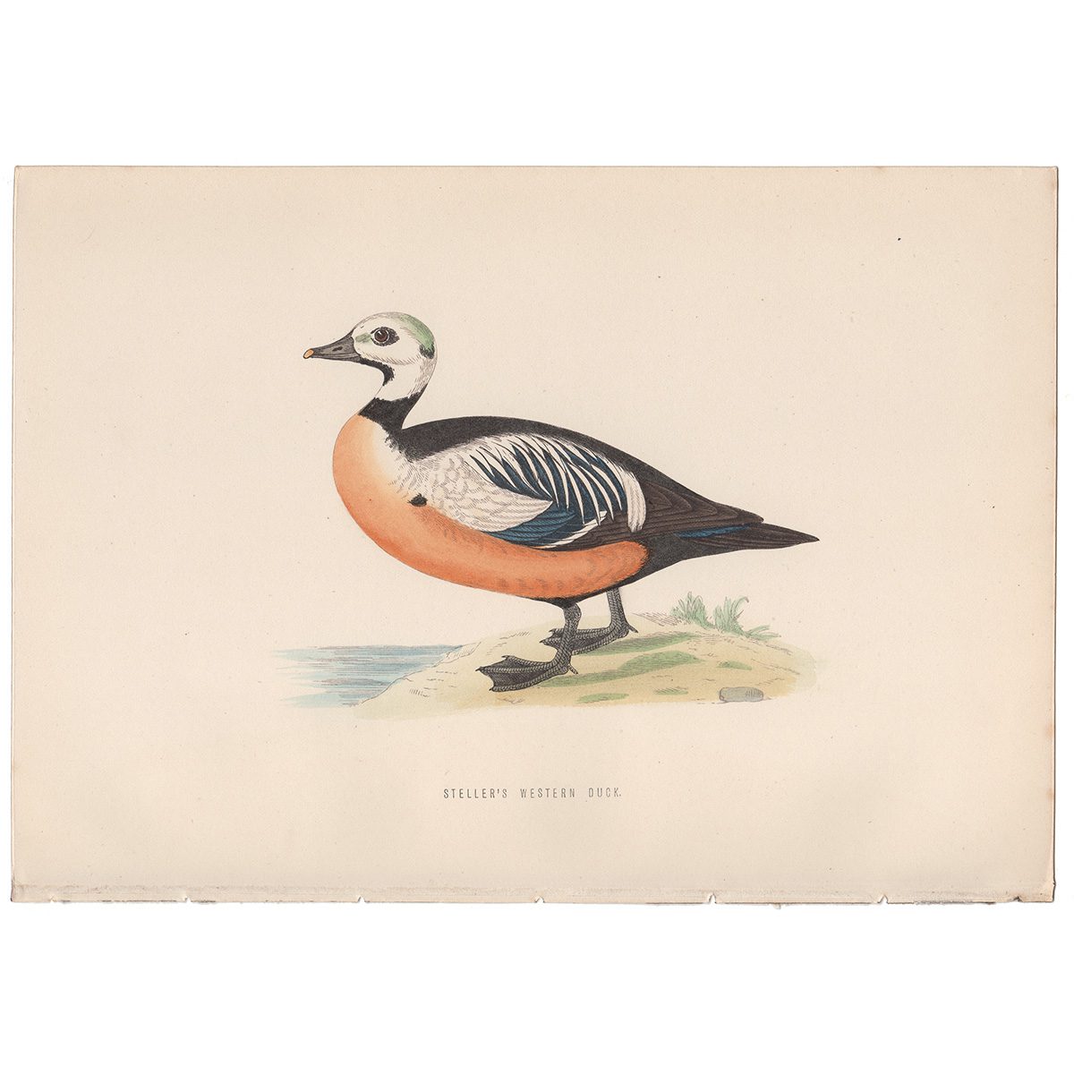Morris Birds Plate 281 Steller's Western Duck