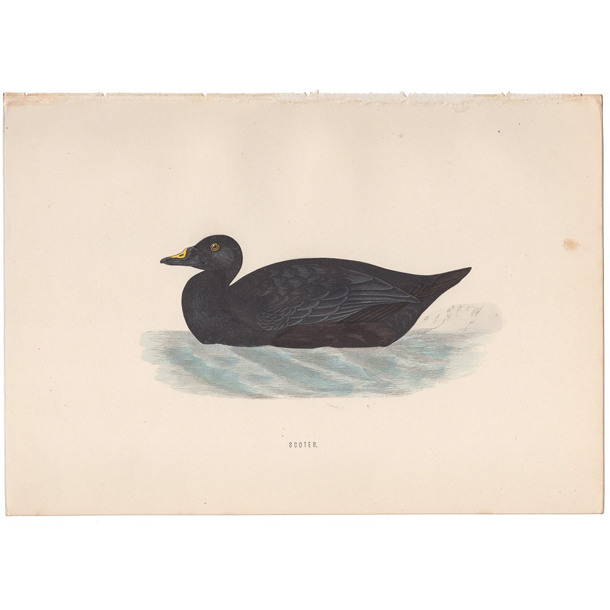 Morris Birds Plate 284 Common Scoter