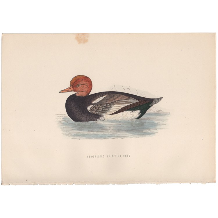 Morris Birds Plate 286 Red-crested Whistling Duck
