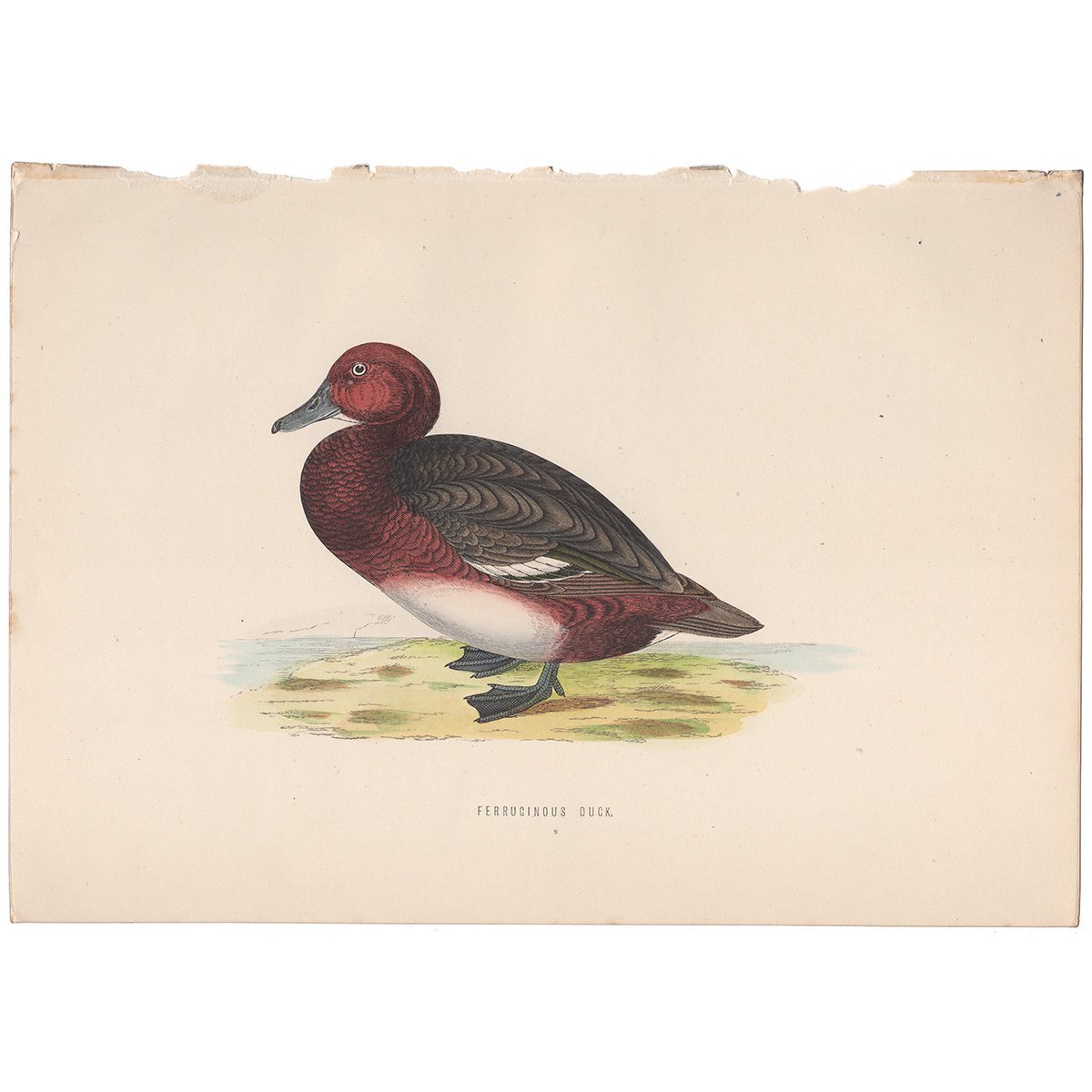 Morris Birds Plate 288 Ferruginous Duck