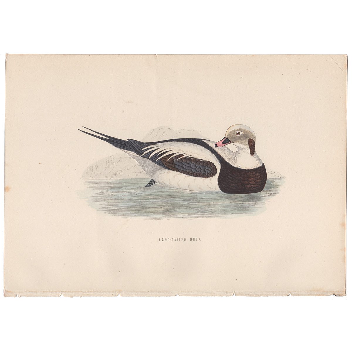 Morris Birds Plate 291 Long-tailed Duck