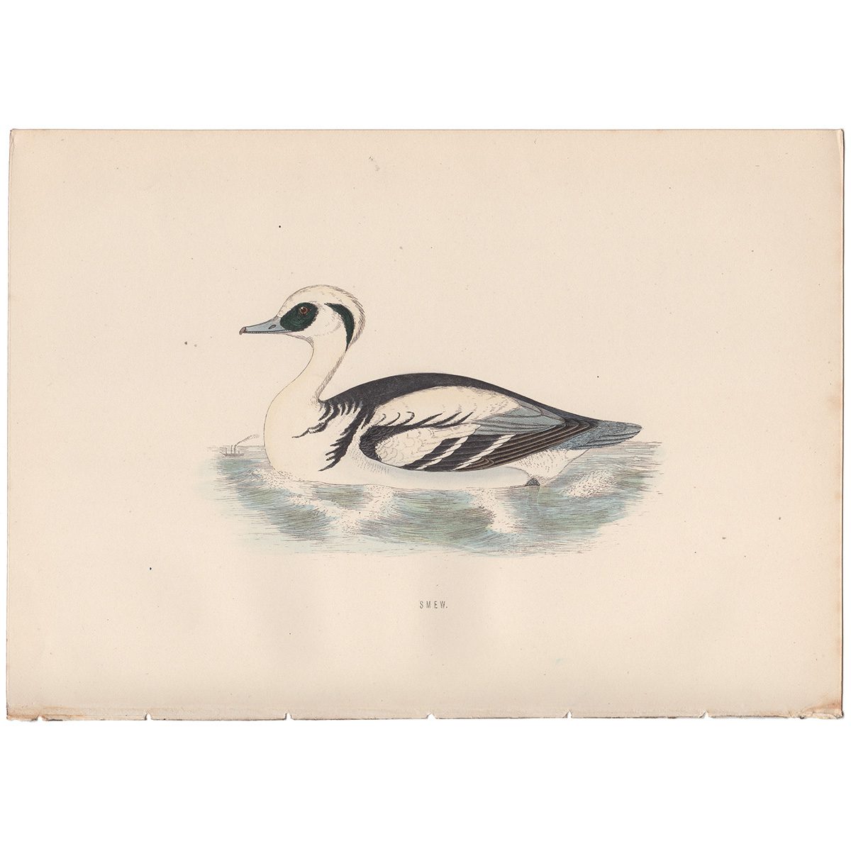 Morris Birds Plate 295 Smew Duck