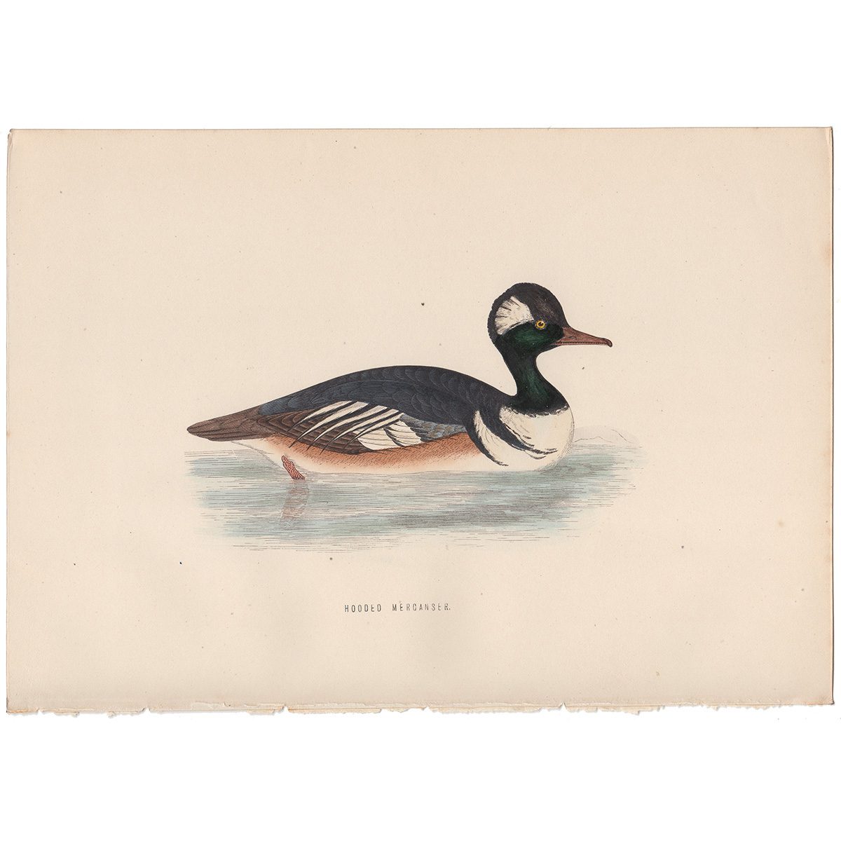 Morris Birds Plate 296 Hooded Merganser