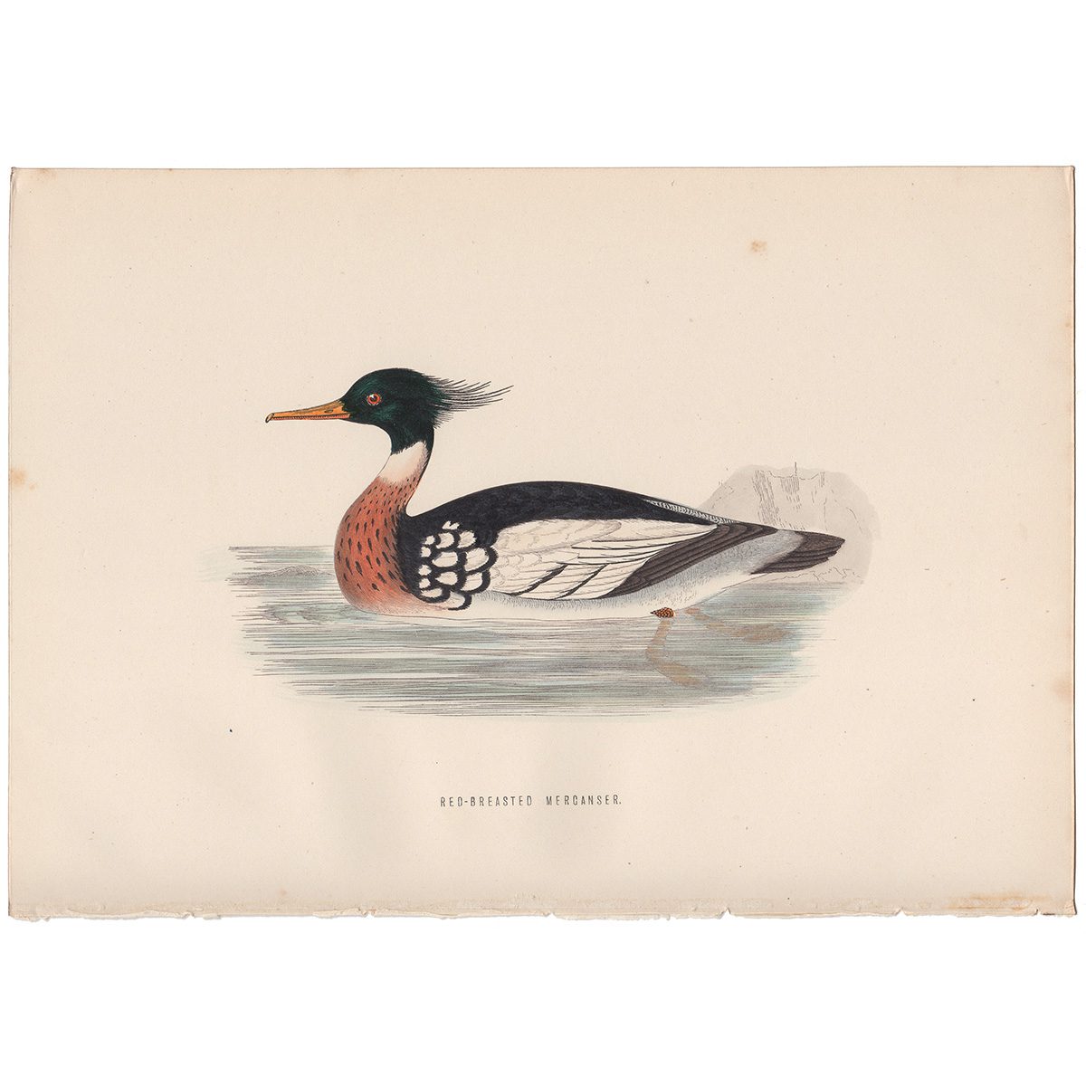 Morris Birds Plate 297 Red-breasted Merganser
