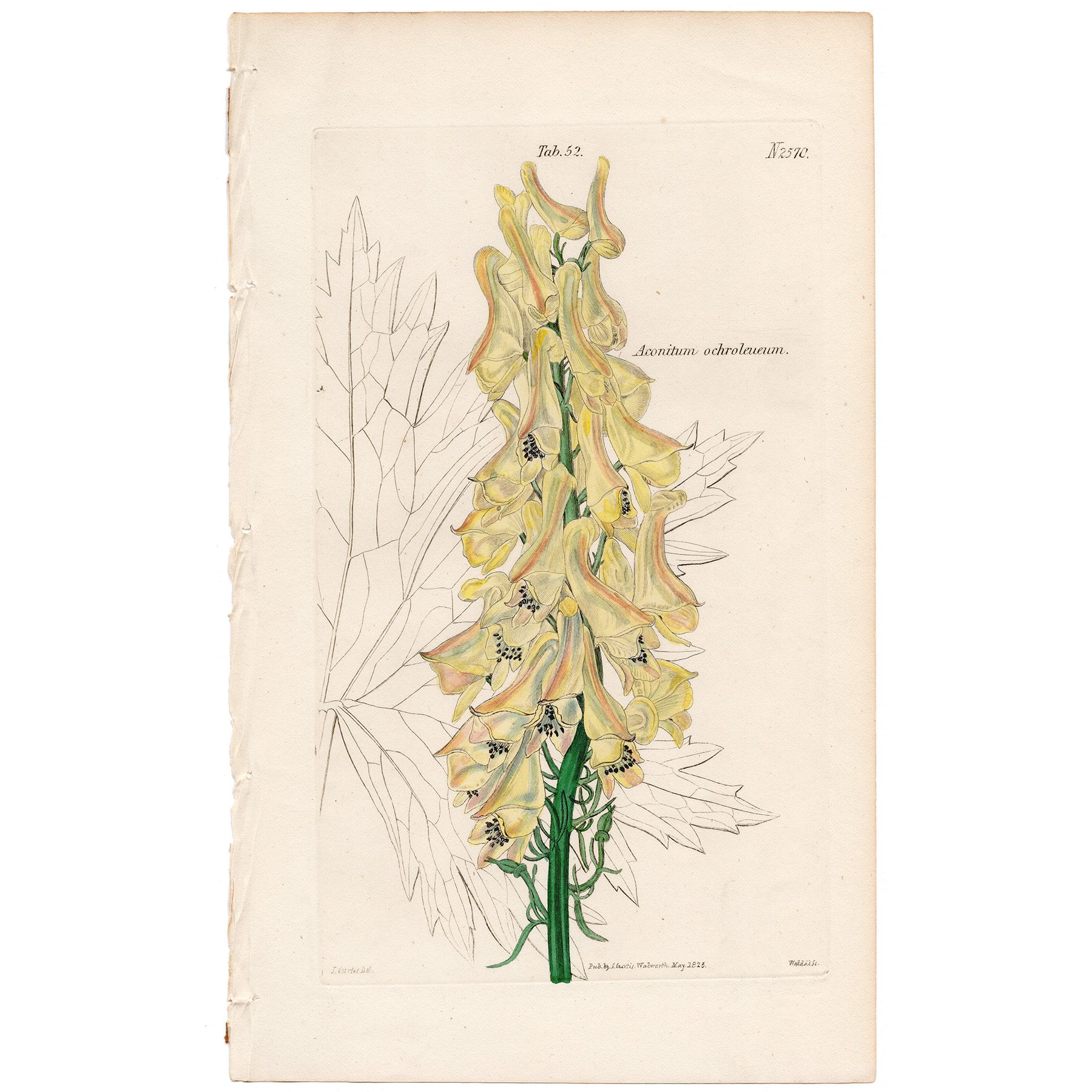 Curtis Plate 52 Pale Yellow Wolf's-bane