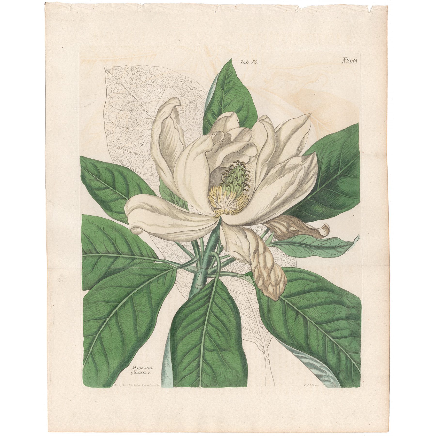 Curtis Plate 75 Swamp Magnolia