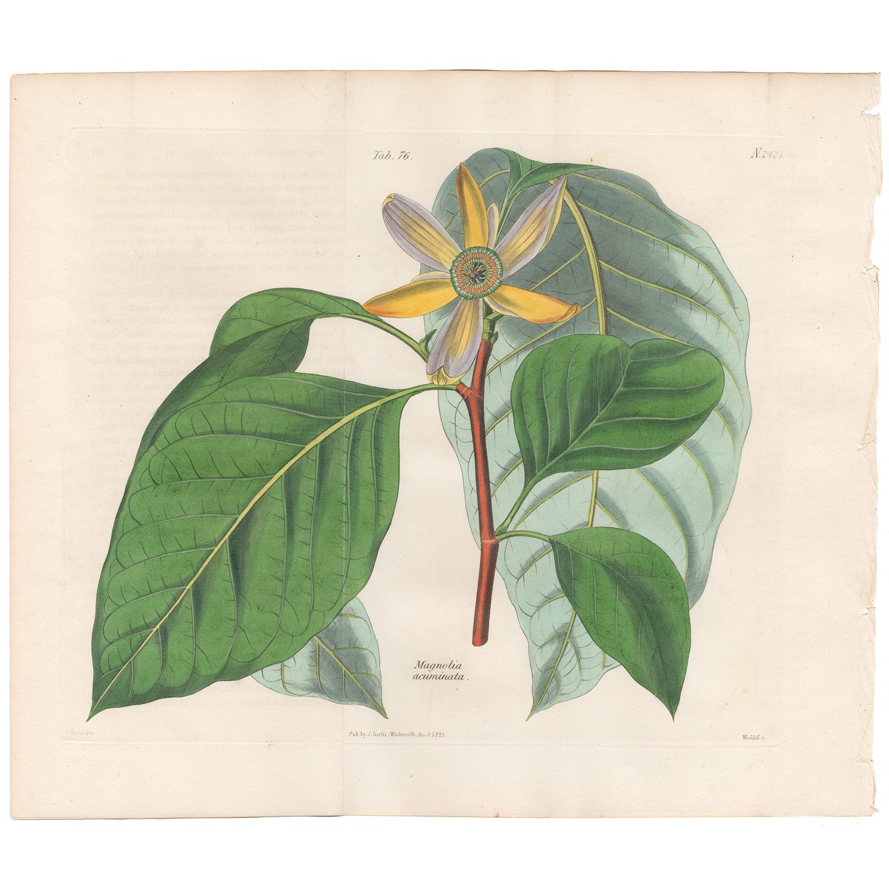 Curtis Plate 76 Blue Magnolia, or Cucumber Tree