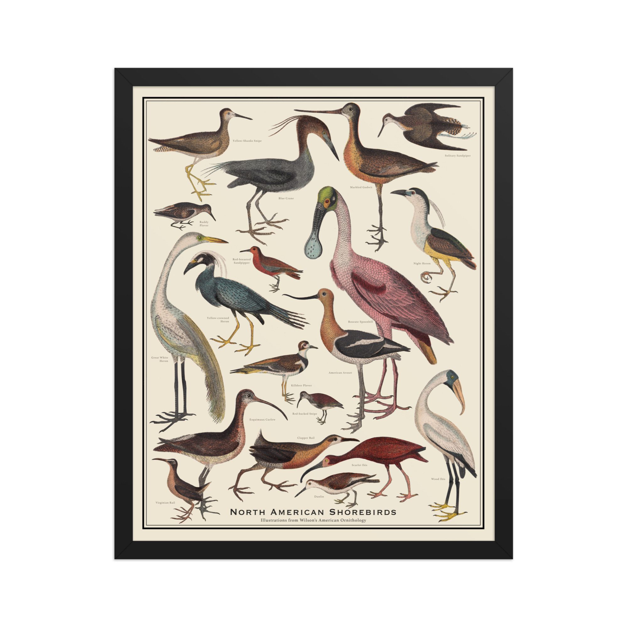 North American Shorebirds No. 2 Identification Poster 16x20 Framed