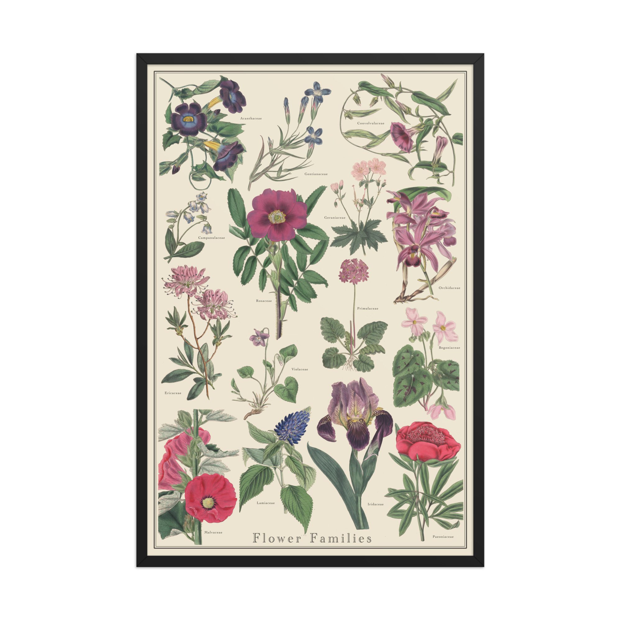 Flower Families No. 1 Plant Identification Poster 24x36 Framed