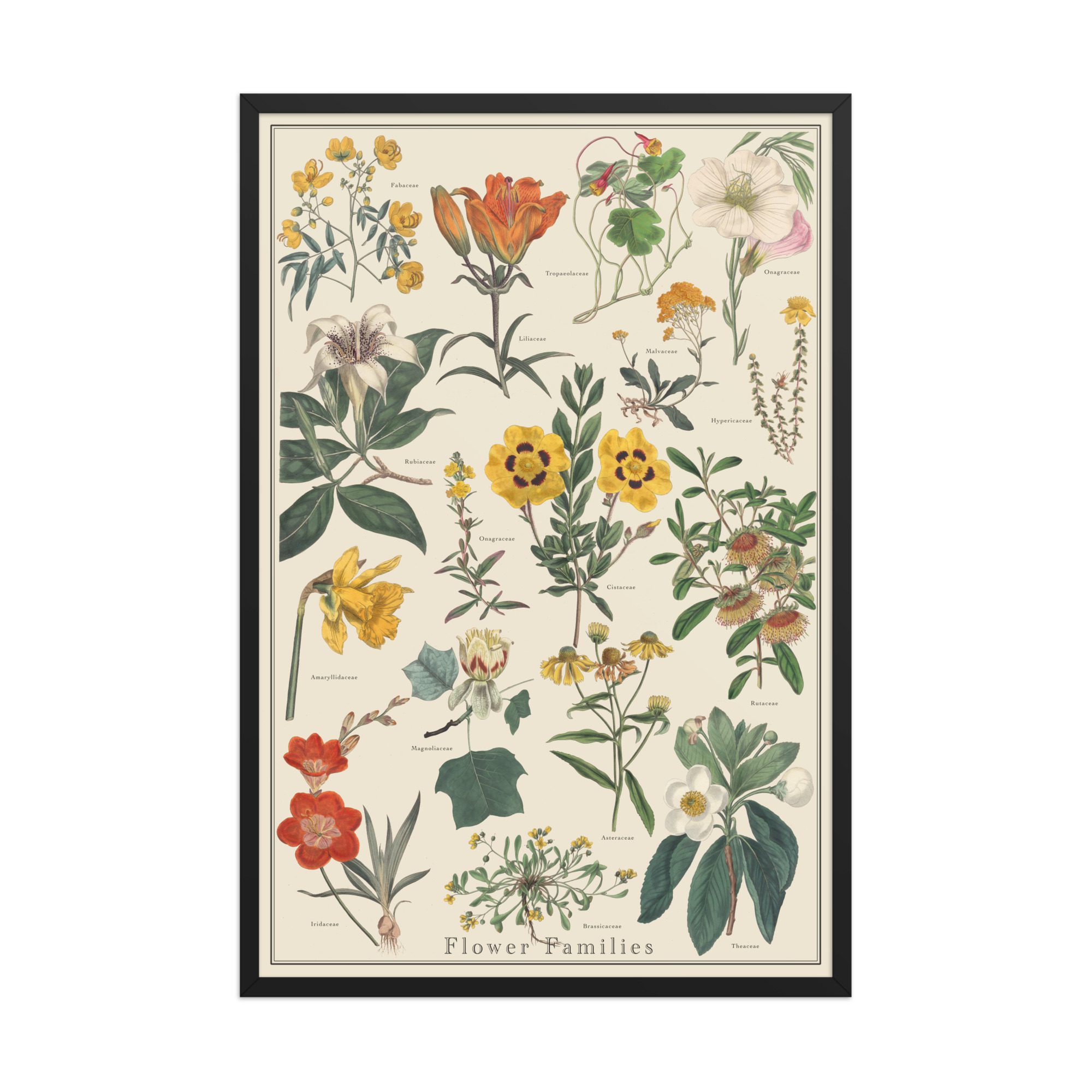 Flower Families No. 2 Plant Identification Poster 24x36 Framed