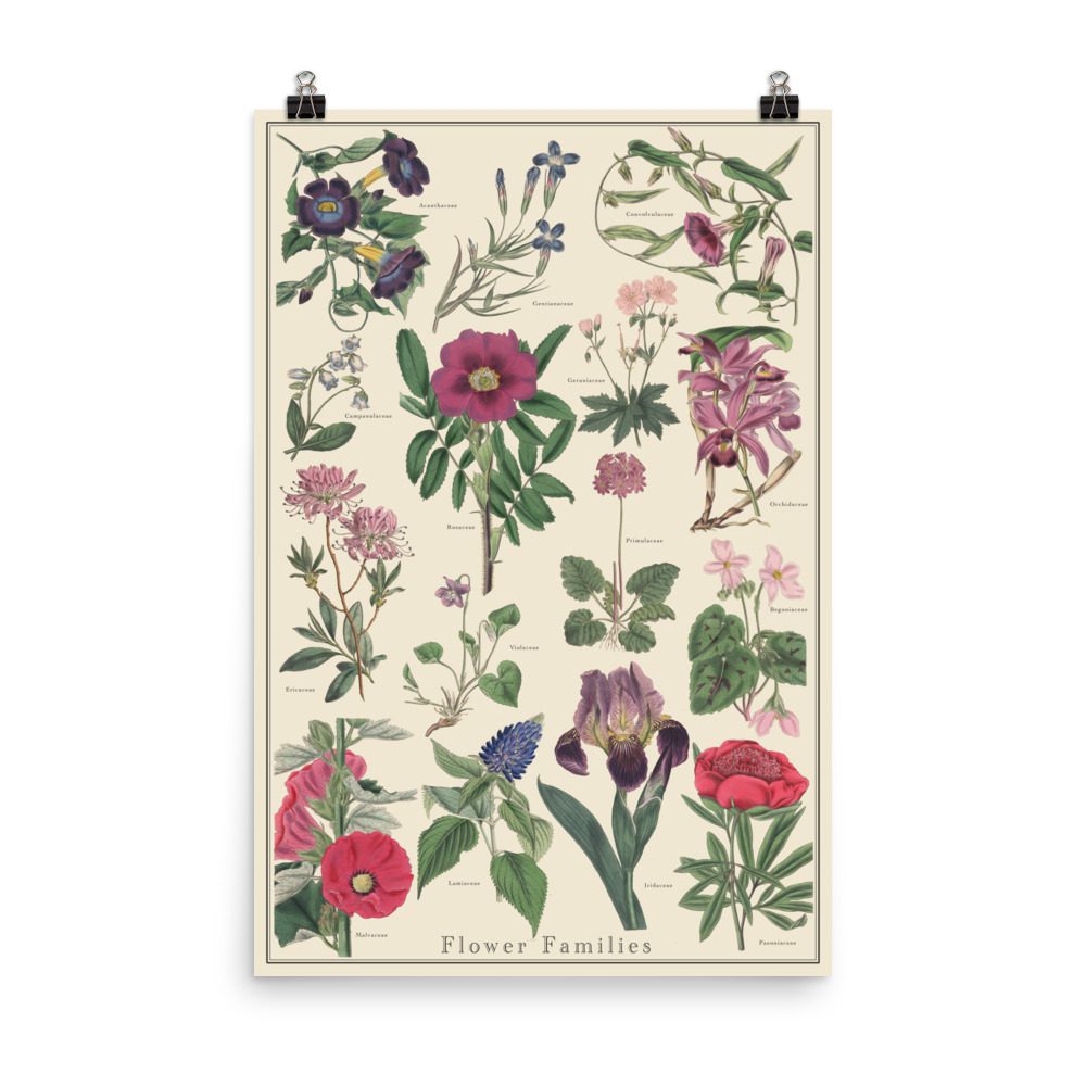 Flower Families No. 1 Plant Identification Poster 24x36