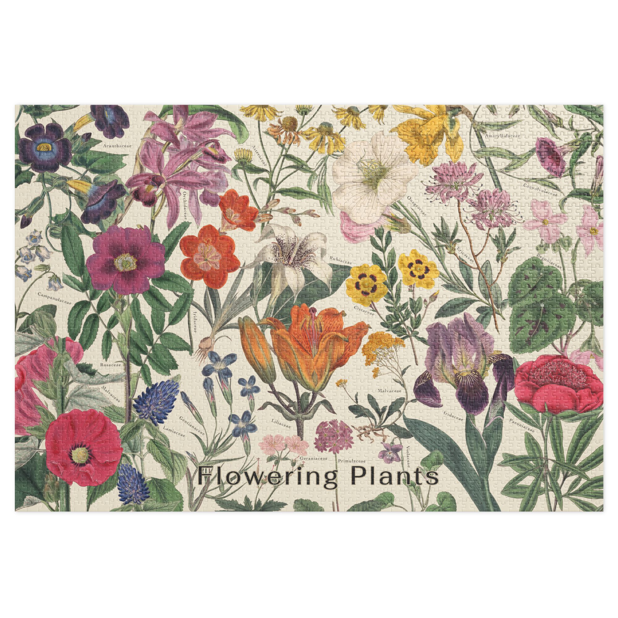 Flowering Plants: 1,000-Piece Vintage Botanical Jigsaw Puzzle with Flower Family Identification
