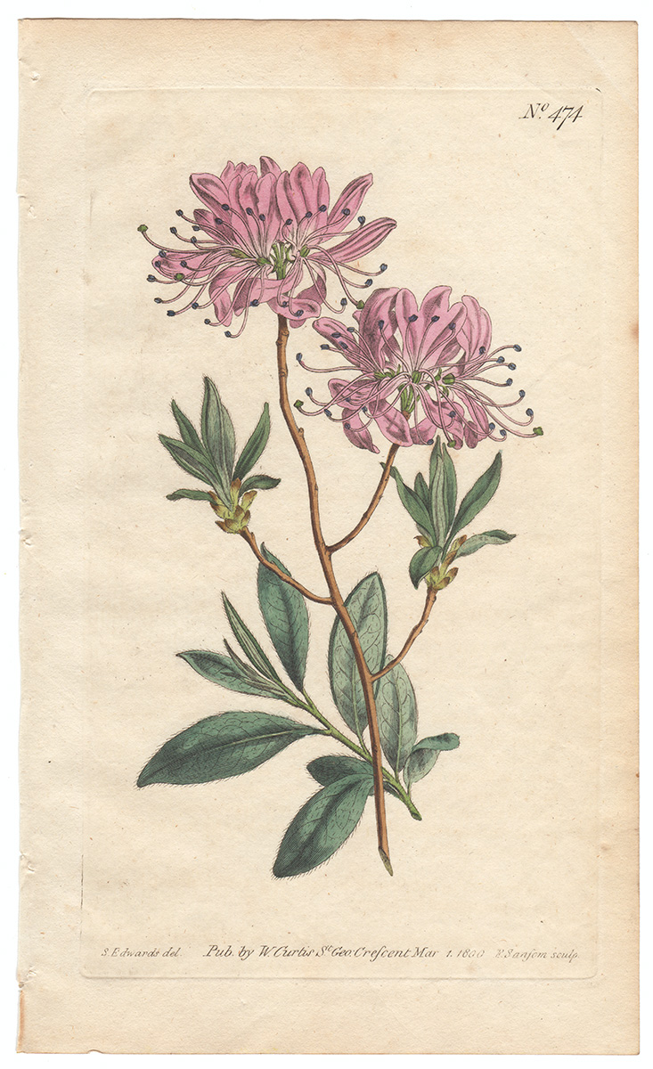 CUR-14-474-Edwards Illustrations by S Edwards for Curtis Botanical Magazine
