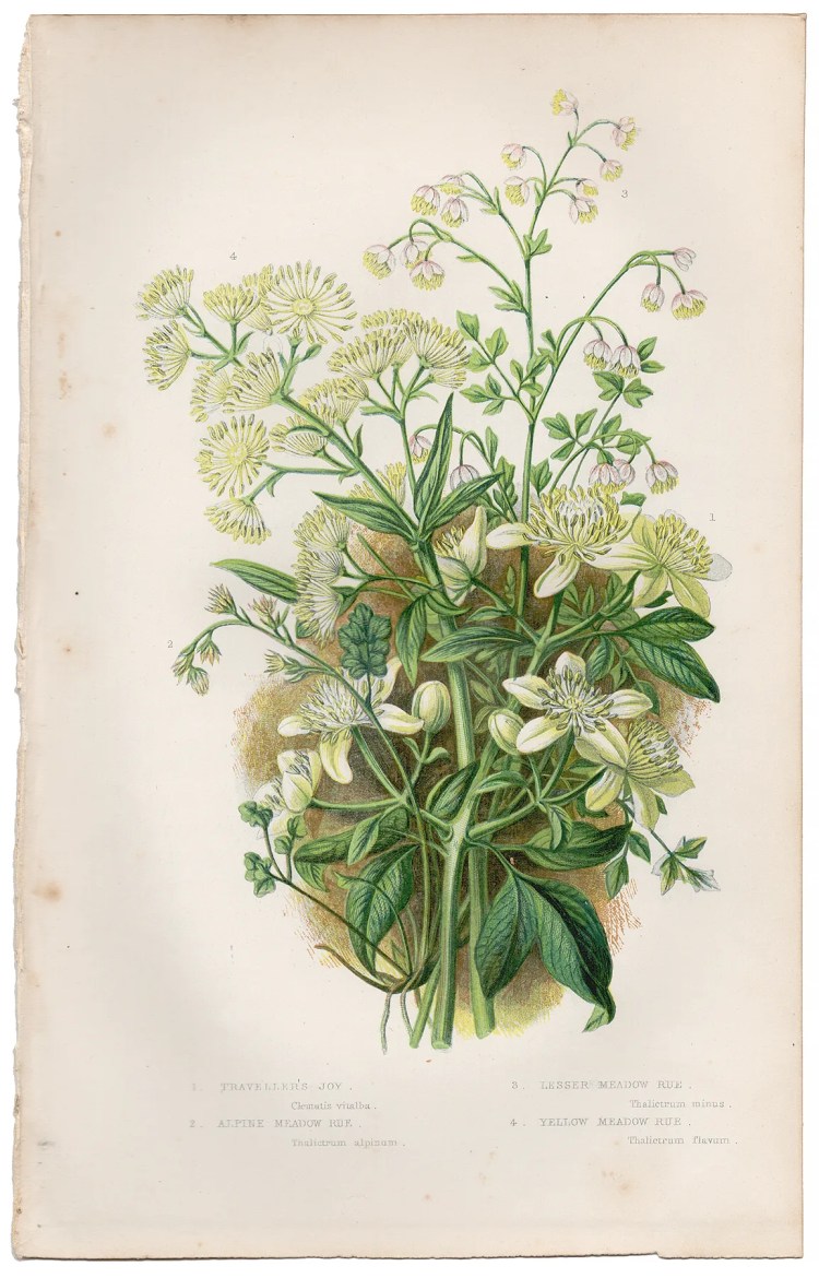 Anne Pratt Plate 2 Traveller's Joy, Alpine Meadow Rue