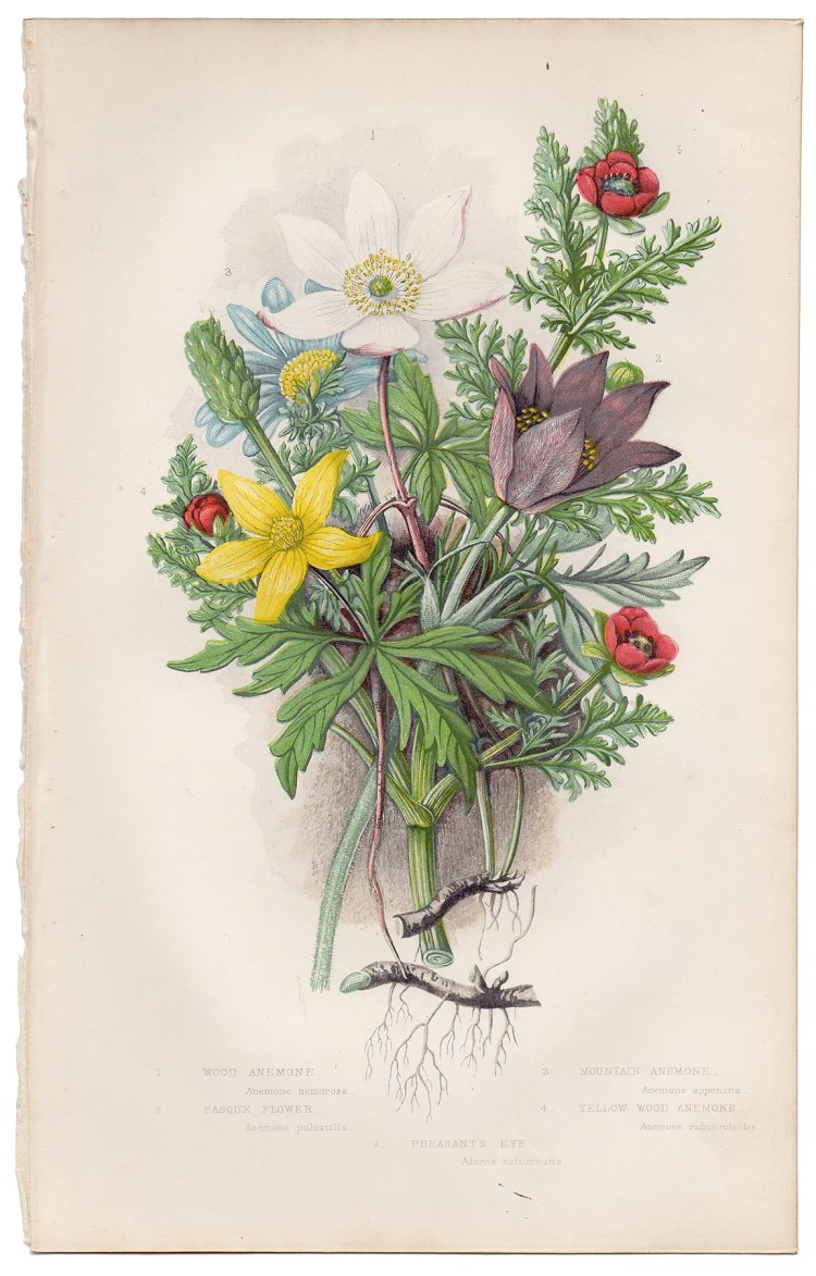 Anne Pratt Plate 3 Wood Anemone