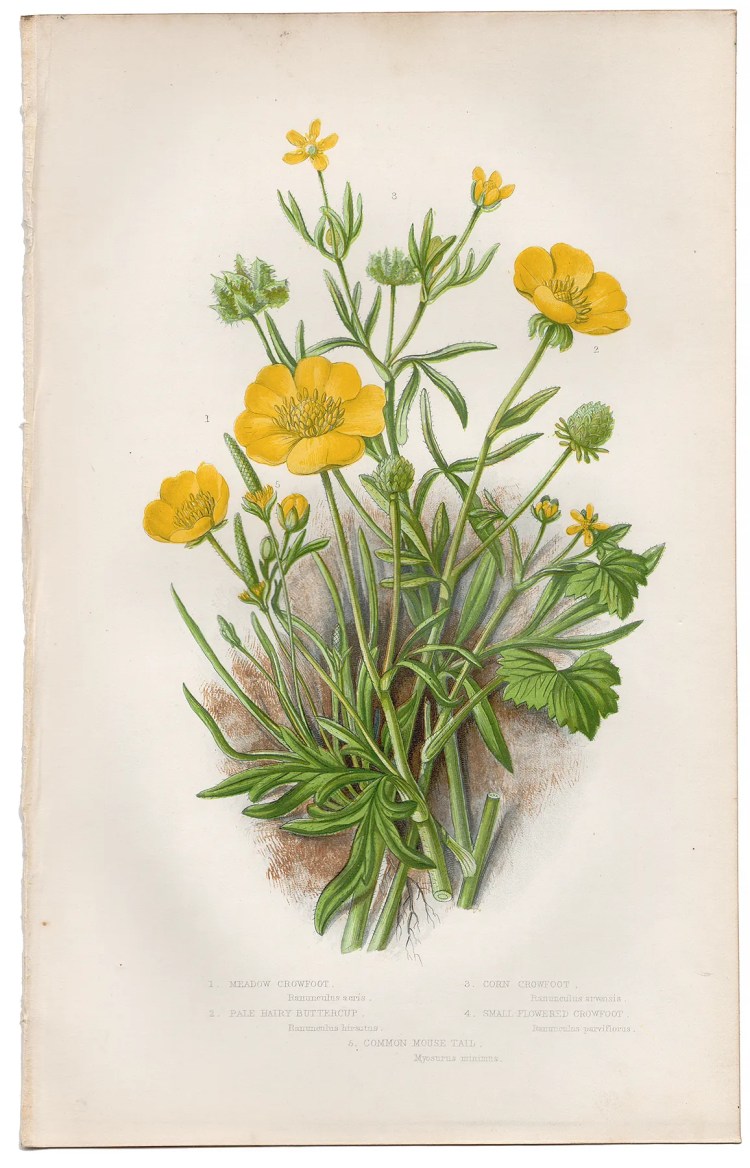 Anne Pratt Plate 5 Buttercup, Crowfoot
