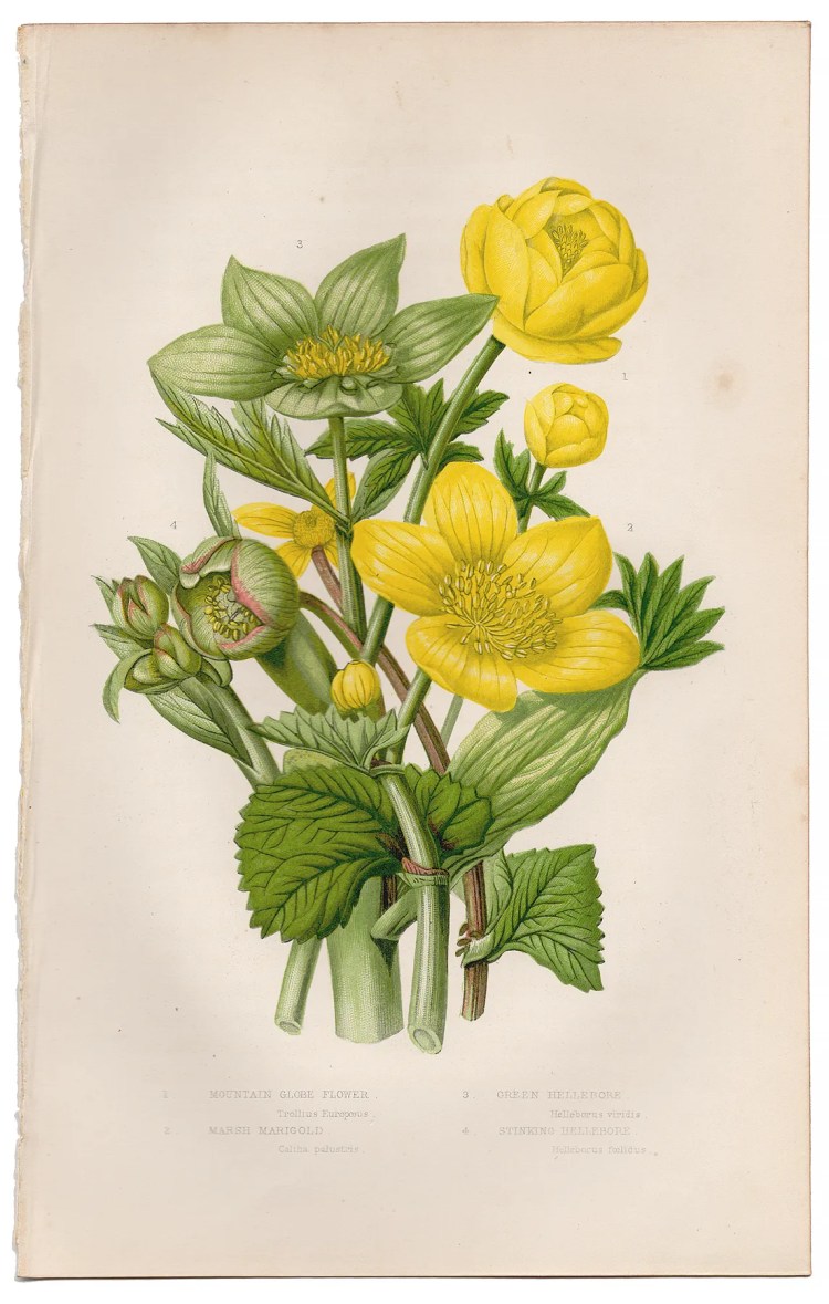 Anne Pratt Plate 7 Globe Flower, Marigold, Hellebore