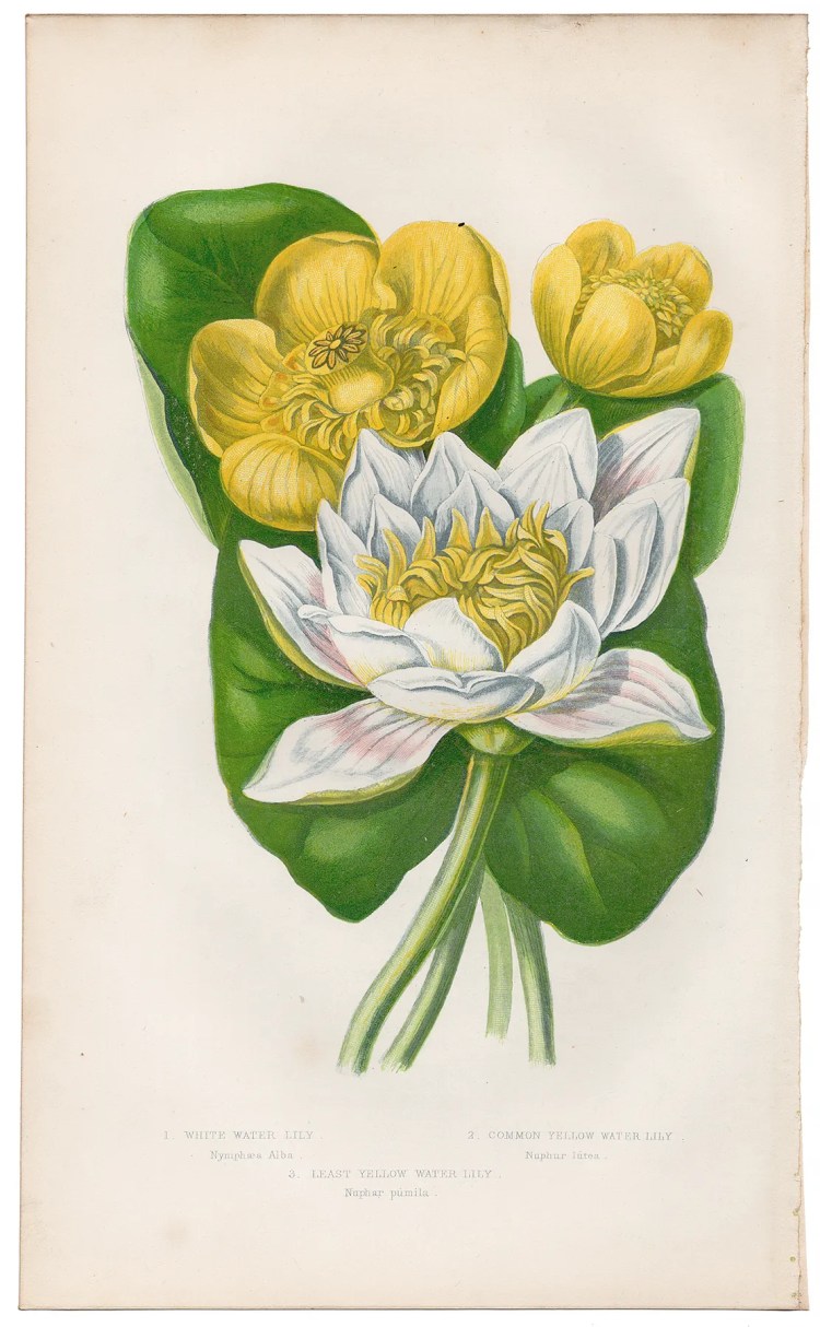 Anne Pratt Plate 11 Water Lily