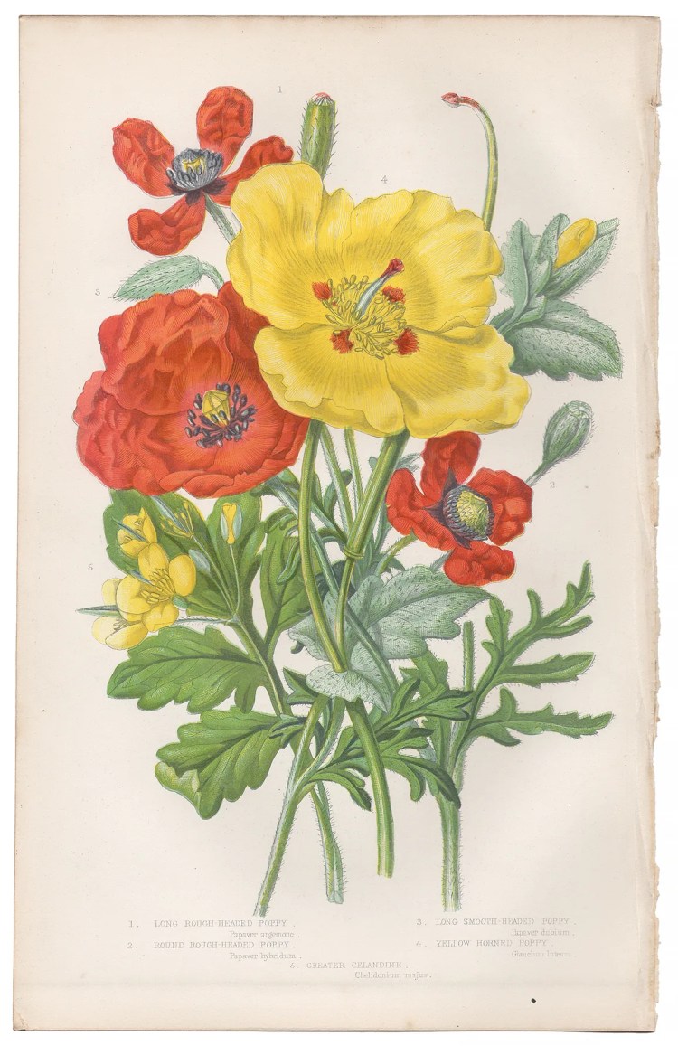 Anne Pratt Plate 12 Poppy