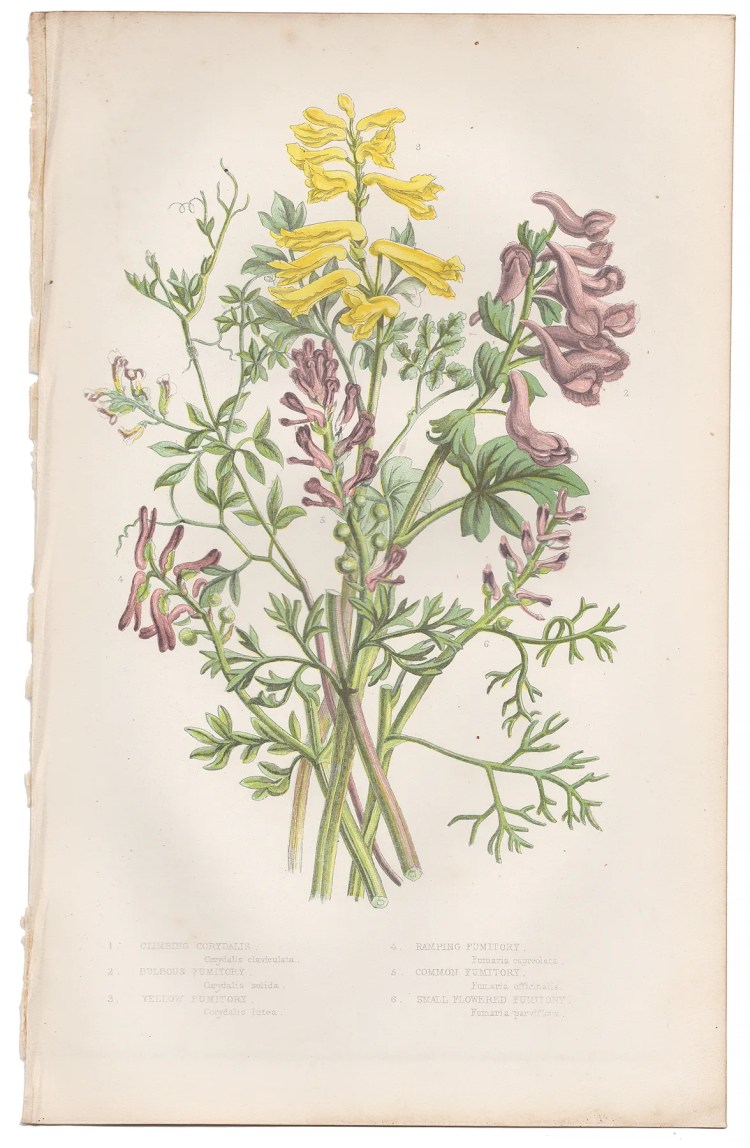 Anne Pratt Plate 14 Fumitory, Corydalis