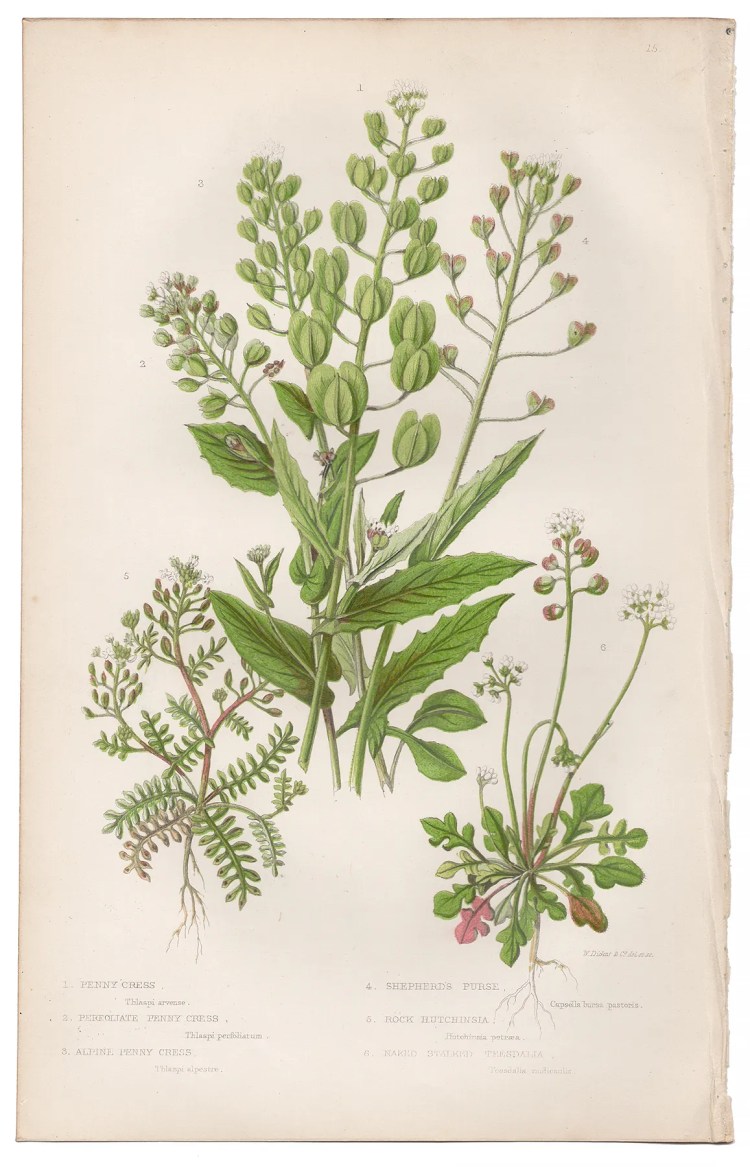 Anne Pratt Plate 15 Penny Cress