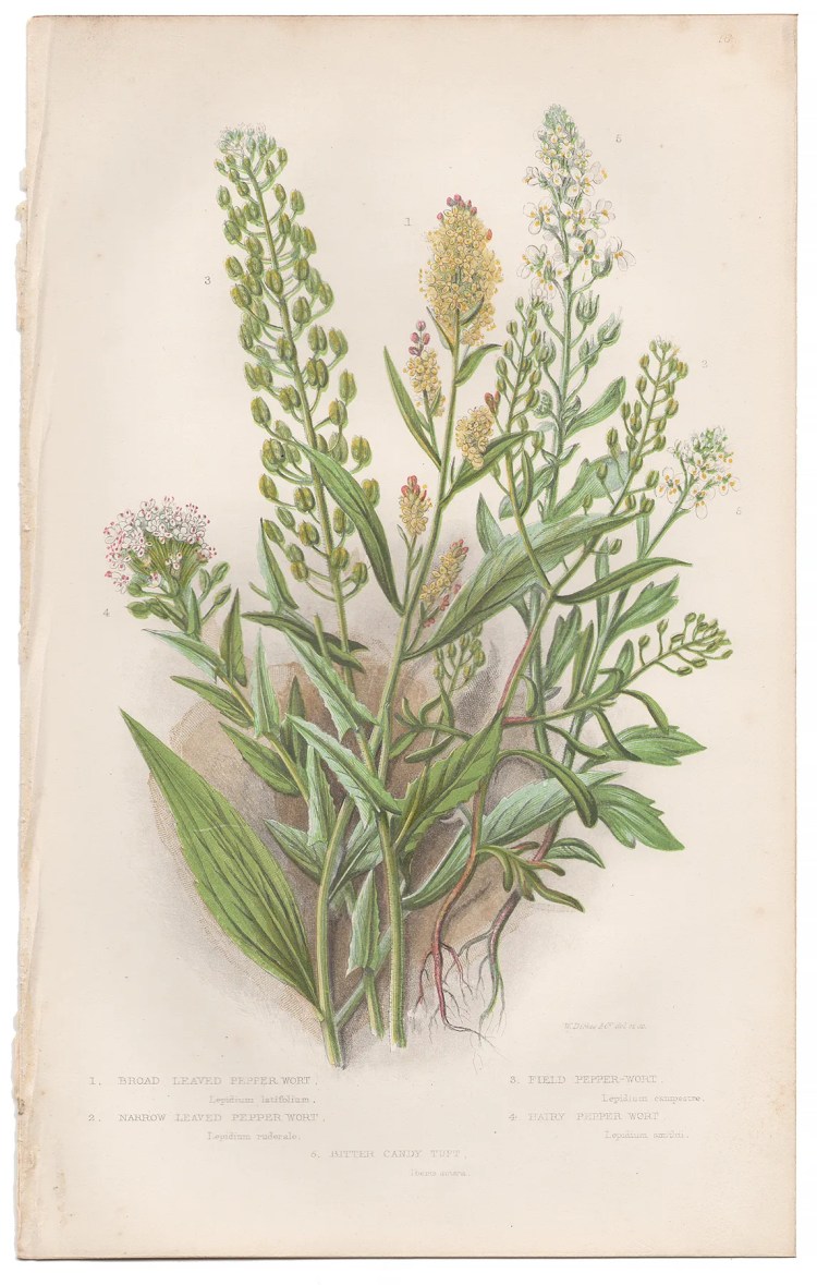 Anne Pratt Plate 16 Pepper Wort, Bitter Candy Tuft