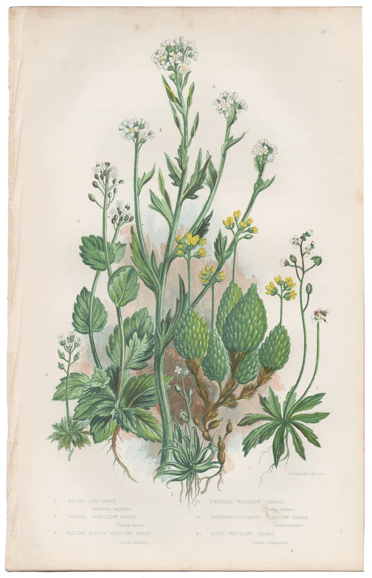 Anne Pratt Plate 18 Whitlow Grass