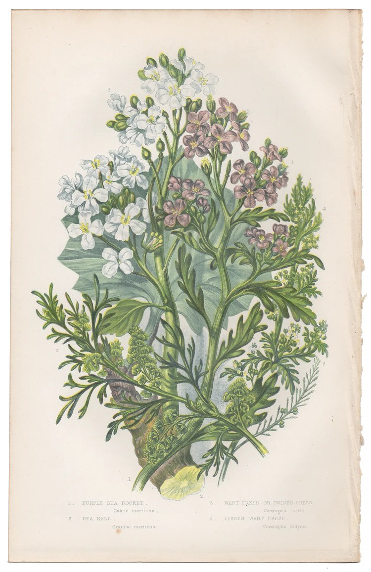 Anne Pratt Plate 20 Sea Kale, Wart Cress