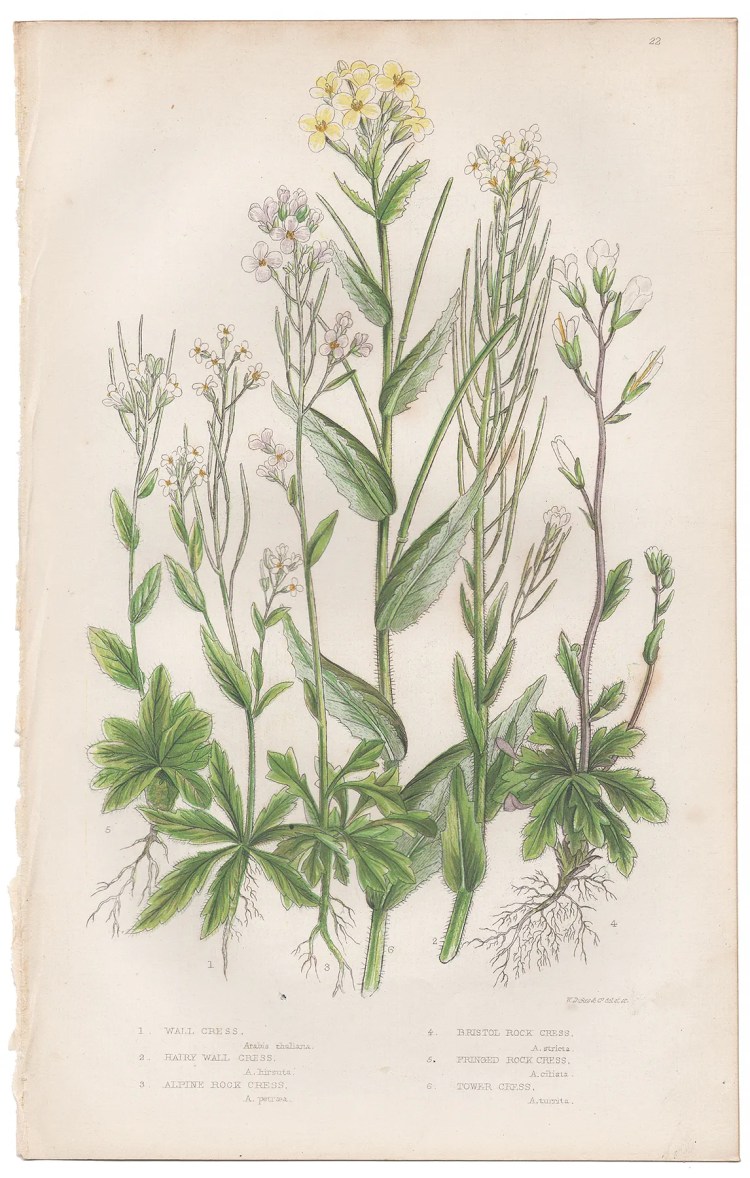 Anne Pratt Plate 22 Wall Cress, Rock Cress