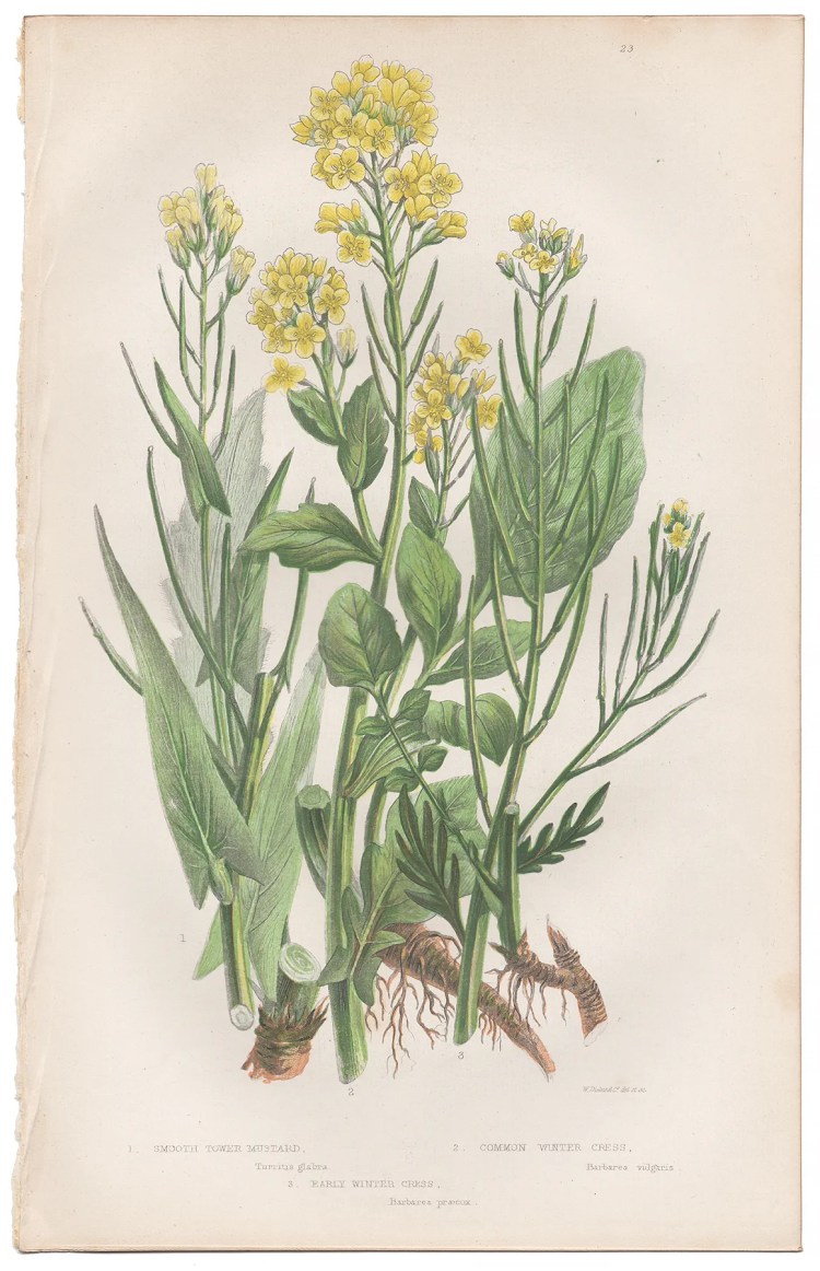 Anne Pratt Plate 23 Tower Mustard, Winter Cress