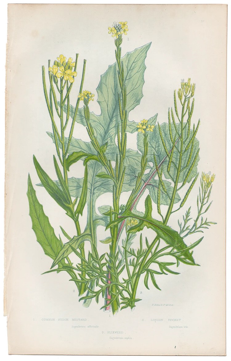 Anne Pratt Plate 25 Hedge Mustard, London Rocket, Flixweed