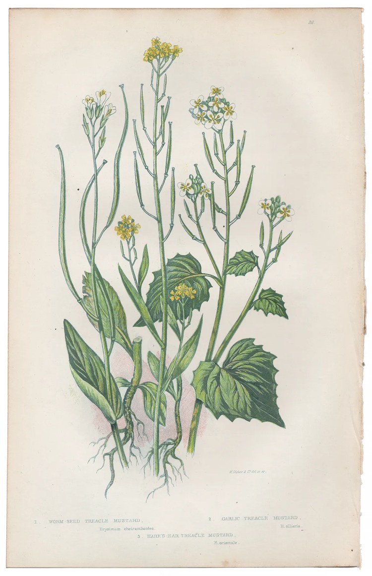 Anne Pratt Plate 26 Treacle Mustard