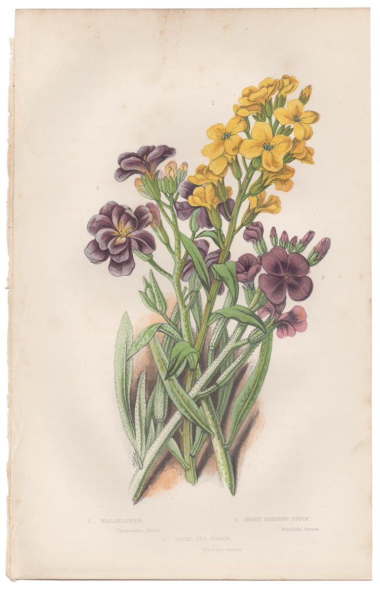 Anne Pratt Plate 27 Wallflower, Hoary Shrubby Stock, Great Sea Stock
