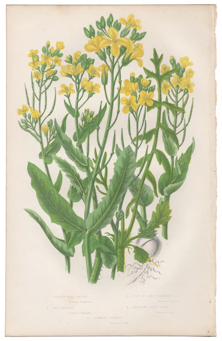 Anne Pratt Plate 28 Navew, Cabbage, Turnip