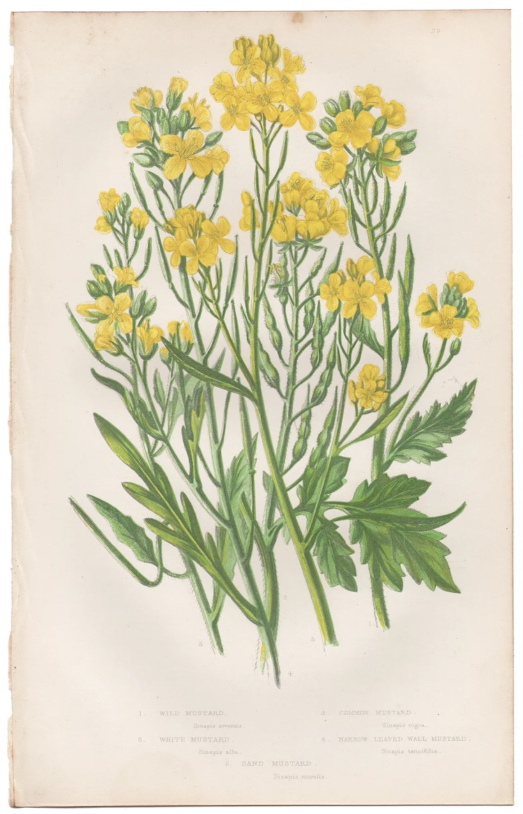 Anne Pratt Plate 29 Mustard