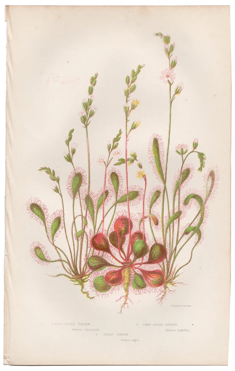 Anne Pratt Plate 34 Sundew
