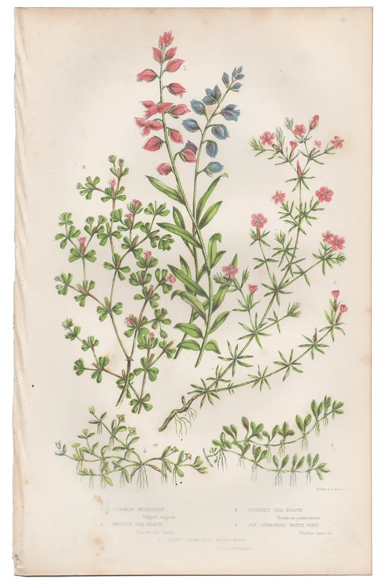 Anne Pratt Plate 35 Milkwort, Sea-Heath, Water-wort