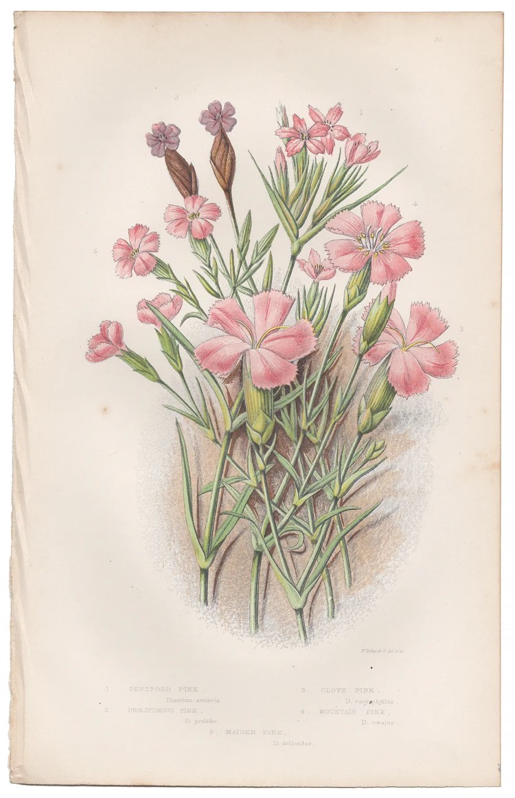 Anne Pratt Plate 36 Deptford Pink, Proliferous Pink