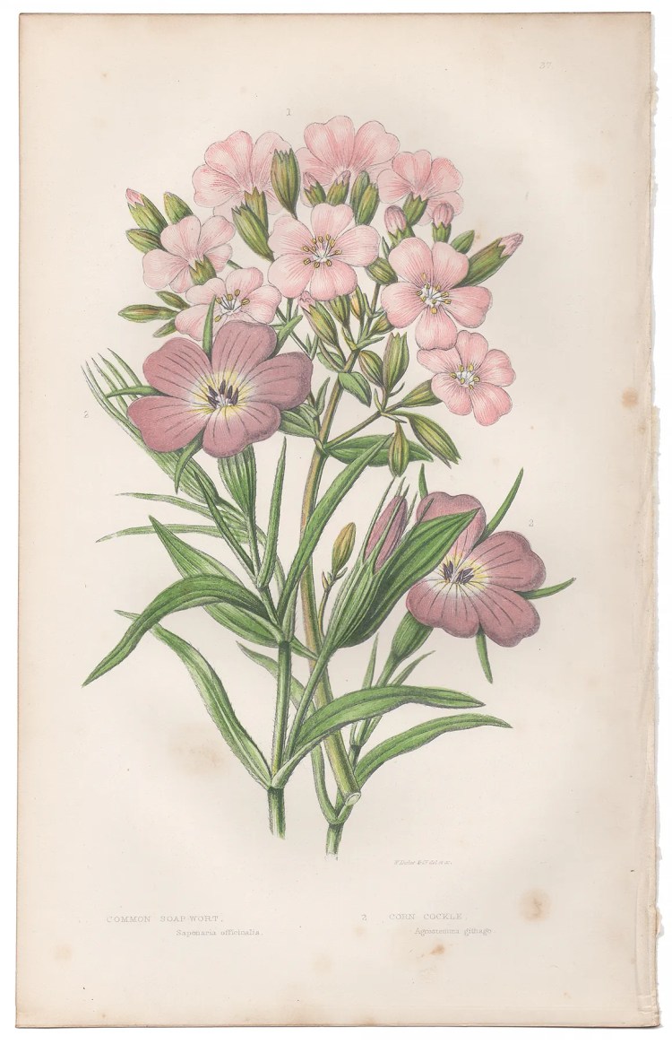 Anne Pratt Plate 37 Soap Wort, Corn Cockle