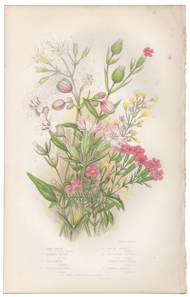 Anne Pratt Plate 38 Campion, Catchfly