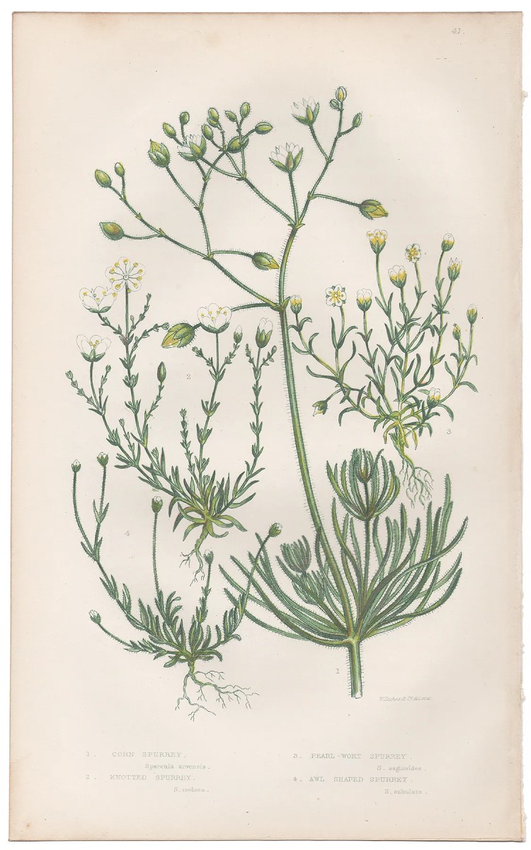 Anne Pratt Plate 41 Spurrey