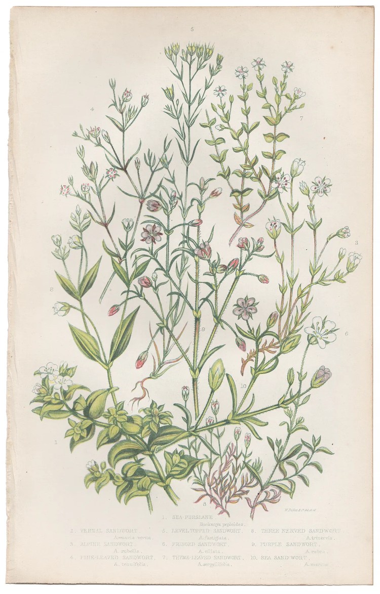 Anne Pratt Plate 43 Sea-Purslane, Sandwort